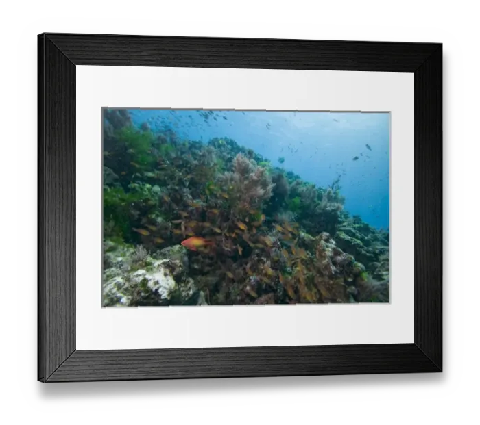 Framed Print : Africa, Tanzania, Zanzibar, Matemwe Bay, Tropical fish swimming above coral reef Framed Print : Africa, Tanzania, Zanzibar, Matemwe Bay, Tropical fish swimming above coral reef