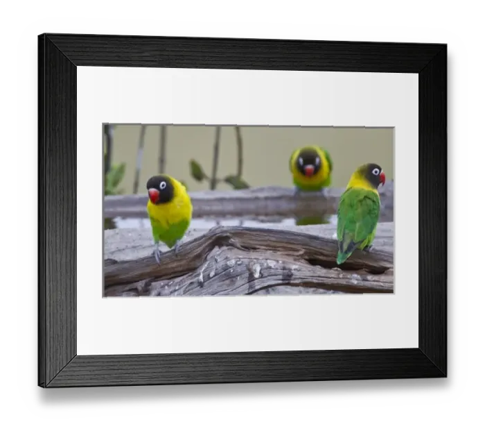 Framed Print : Africa. Tanzania. Yellow-collared Lovebirds at Tarangire NP