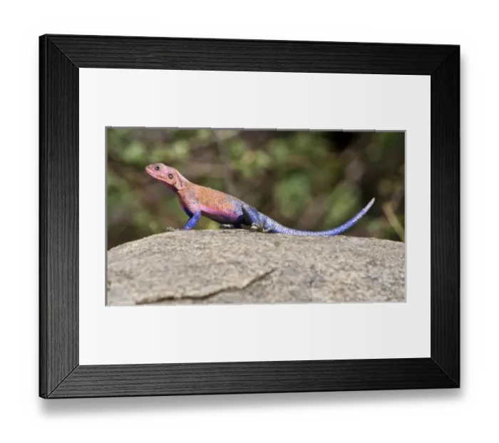Framed Print : Africa, Tanzania