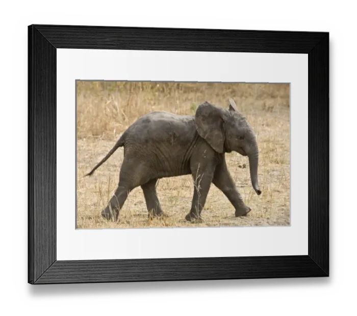 Framed Print : Africa, Tanzania Framed Print : Africa, Tanzania