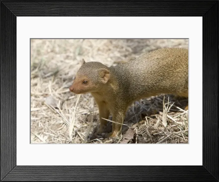 Framed Print : Africa, Tanzania Framed Print : Africa, Tanzania
