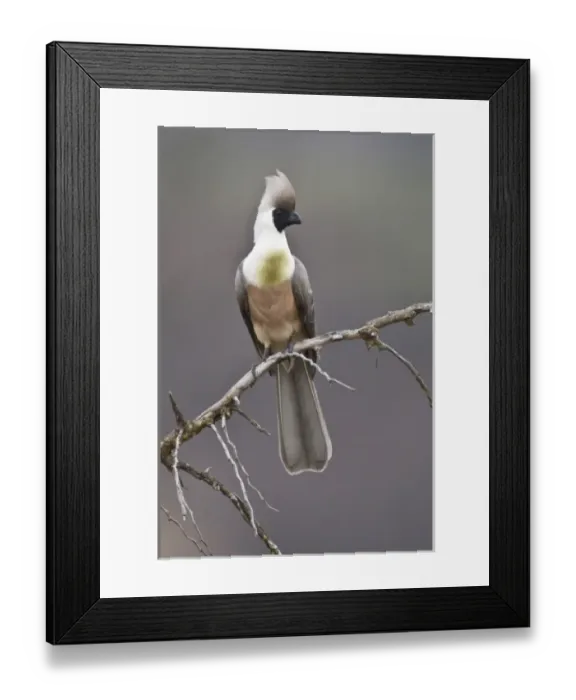 Framed Print : Africa, Tanzania