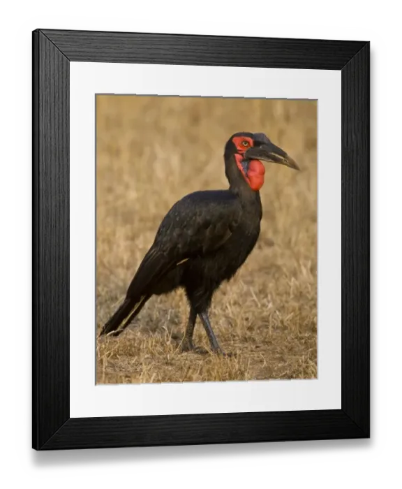Framed Print : Africa, Tanzania Framed Print : Africa, Tanzania