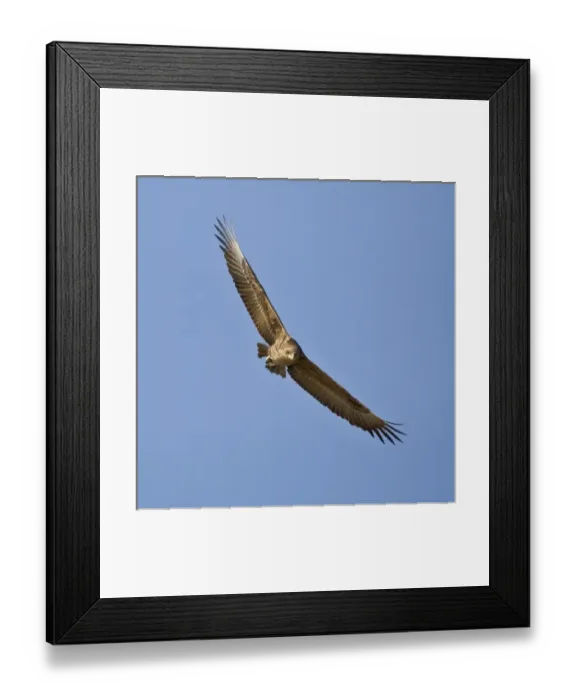 Framed Print : Africa. Tanzania. Immature Bateleur Eagle flying in Serengeti NP Framed Print : Africa. Tanzania. Immature Bateleur Eagle flying in Serengeti NP
