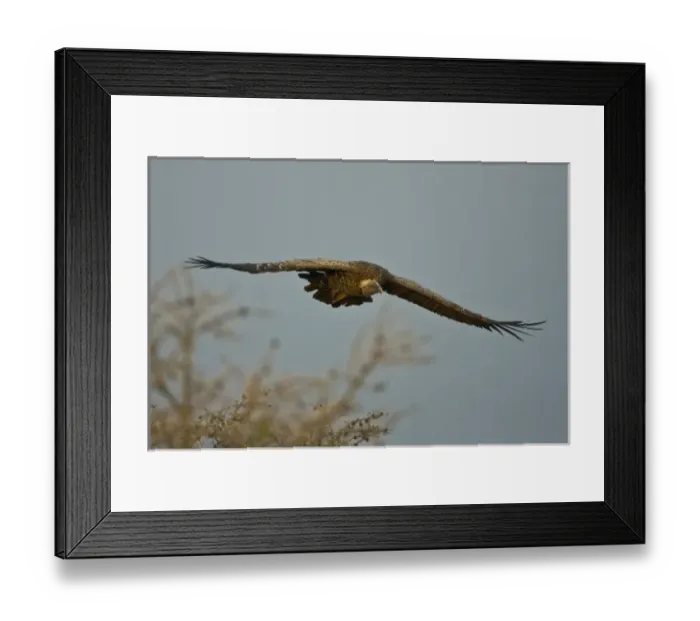 Framed Print : Africa. Tanzania. White-backed Vulture flying in Serengeti NP Framed Print : Africa. Tanzania. White-backed Vulture flying in Serengeti NP
