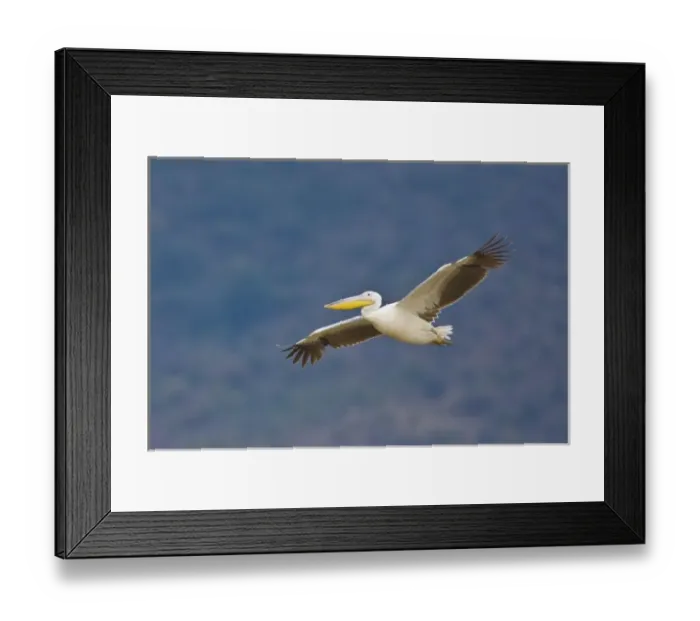 Framed Print : Africa. Tanzania. Great White Pelican flying in Manyara NP Framed Print : Africa. Tanzania. Great White Pelican flying in Manyara NP