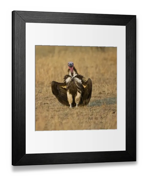 Framed Print : Africa, Tanzania Framed Print : Africa, Tanzania