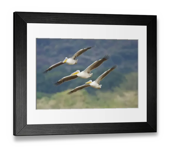 Framed Print : Africa. Tanzania. Great White Pelicans flying in Manyara NP