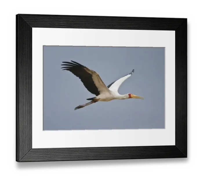 Framed Print : Africa. Tanzania. Yellow-billed Stork flying in Manyara NP