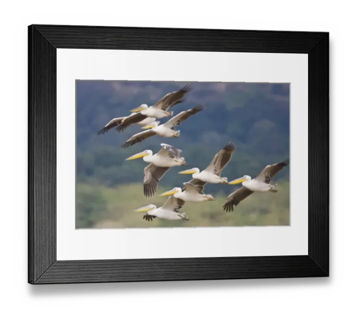 Framed Print : Africa. Tanzania. Great White Pelicans flying in Manyara NP Framed Print : Africa. Tanzania. Great White Pelicans flying in Manyara NP