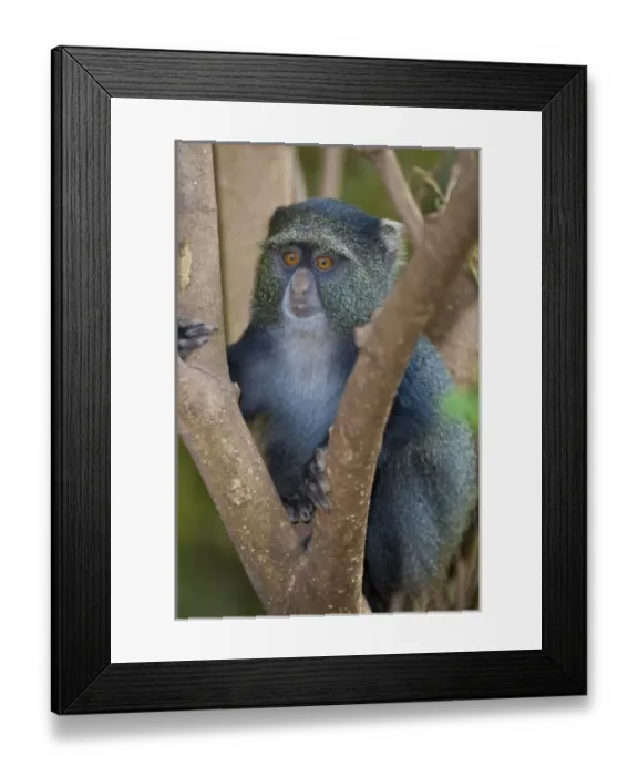 Framed Print : Africa. Tanzania. Blue Monkey (Sykes Monkey) at Manyara NP Framed Print : Africa. Tanzania. Blue Monkey (Sykes Monkey) at Manyara NP