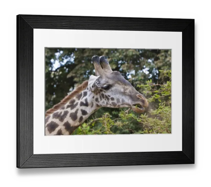 Framed Print : Africa, Tanzania Framed Print : Africa, Tanzania