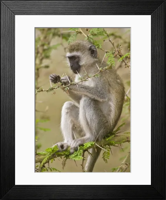 Framed Print : Africa, Tanzania