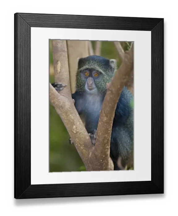 Framed Print : Africa. Tanzania. Blue Monkey (Sykes Monkey) at Manyara NP Framed Print : Africa. Tanzania. Blue Monkey (Sykes Monkey) at Manyara NP