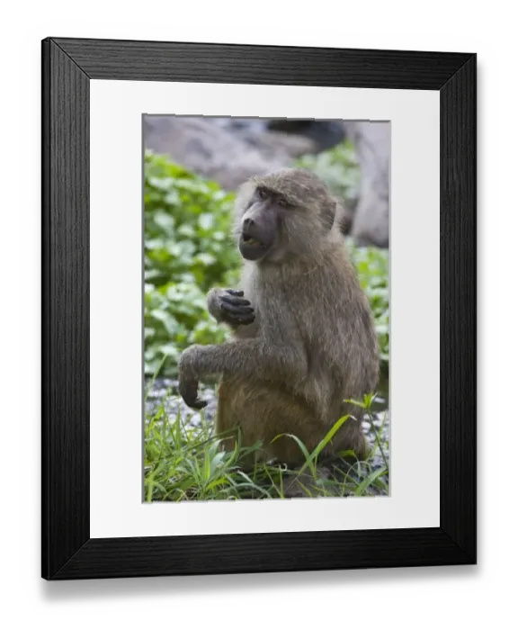 Framed Print : Africa. Tanzania. Young Olive Baboon at Manyara NP Framed Print : Africa. Tanzania. Young Olive Baboon at Manyara NP