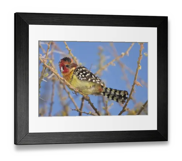Framed Print : Africa. Tanzania. Red-and Yellow Barbet at Manyara NP