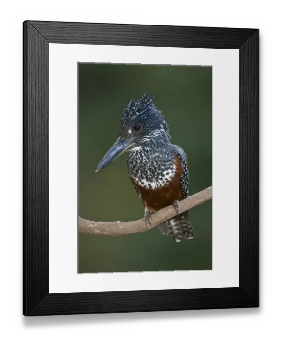 Framed Print : Africa, Tanzania