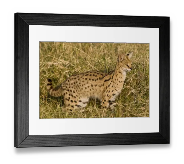 Framed Print : Africa, Tanzania Framed Print : Africa, Tanzania