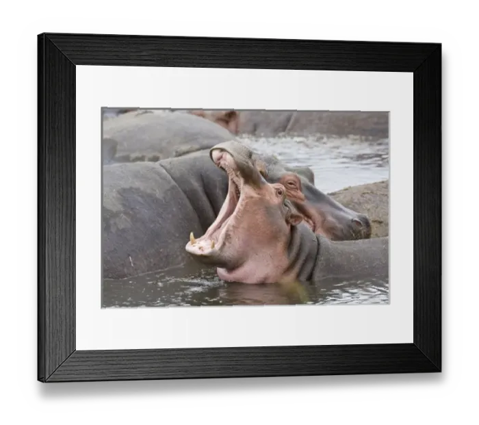 Framed Print : Africa. Tanzania. Hippos at the Hippo Pool in Ngorongoro Crater Framed Print : Africa. Tanzania. Hippos at the Hippo Pool in Ngorongoro Crater