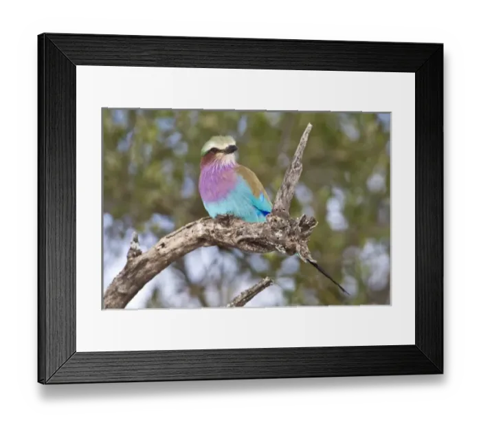 Framed Print : Africa, Tanzania Framed Print : Africa, Tanzania
