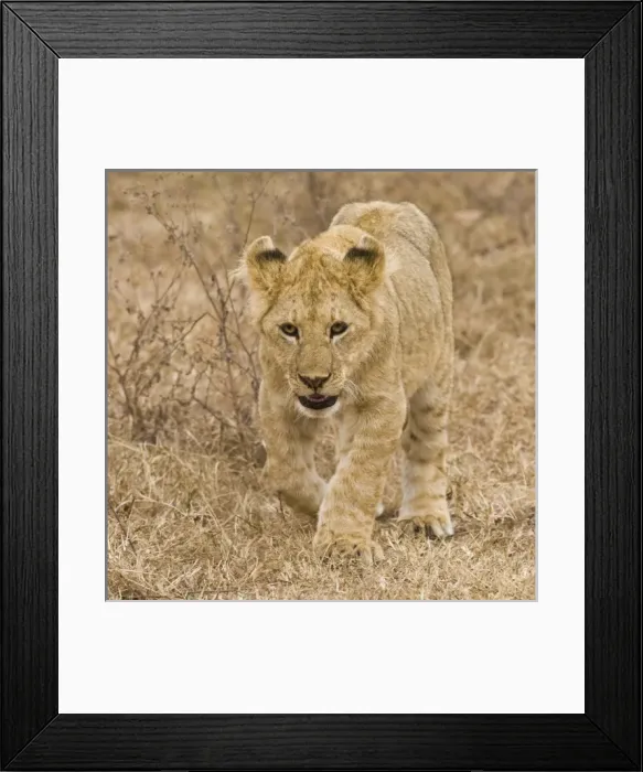Framed Print : Africa, Tanzania