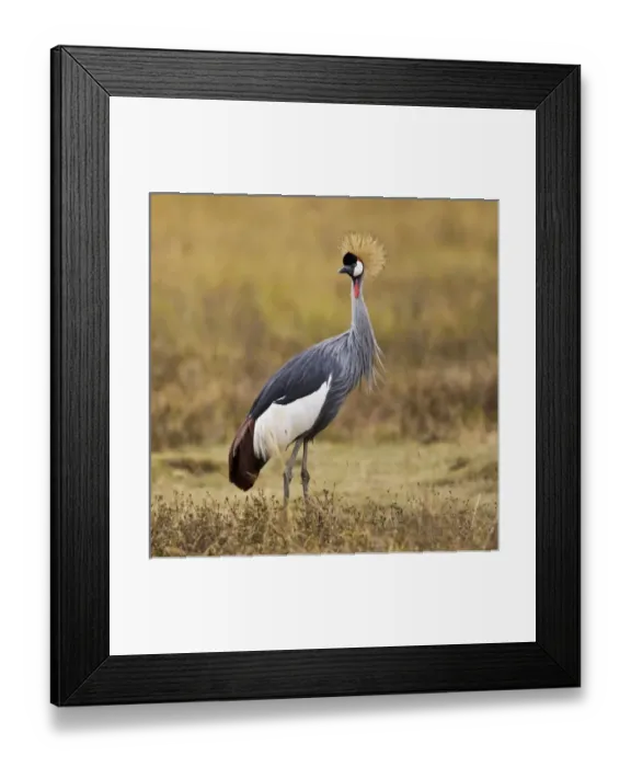 Framed Print : Africa, Tanzania Framed Print : Africa, Tanzania