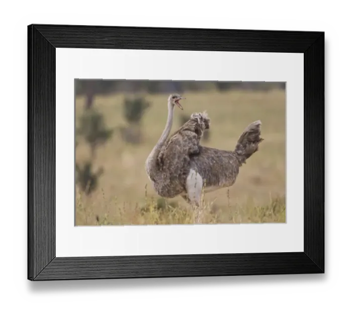 Framed Print : Africa, Tanzania Framed Print : Africa, Tanzania