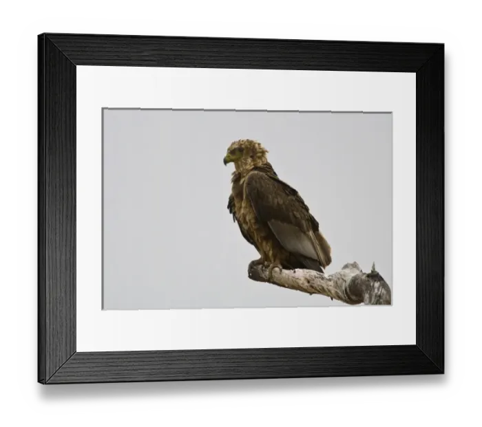Framed Print : Africa. Tanzania. Immature Bateleur Eagle at Tarangire NP