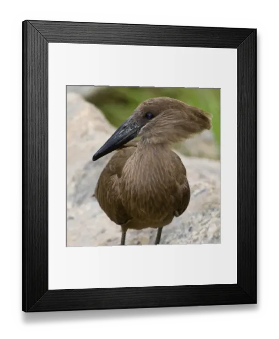 Framed Print : Africa. Tanzania. Hamerkop at Tarangire NP