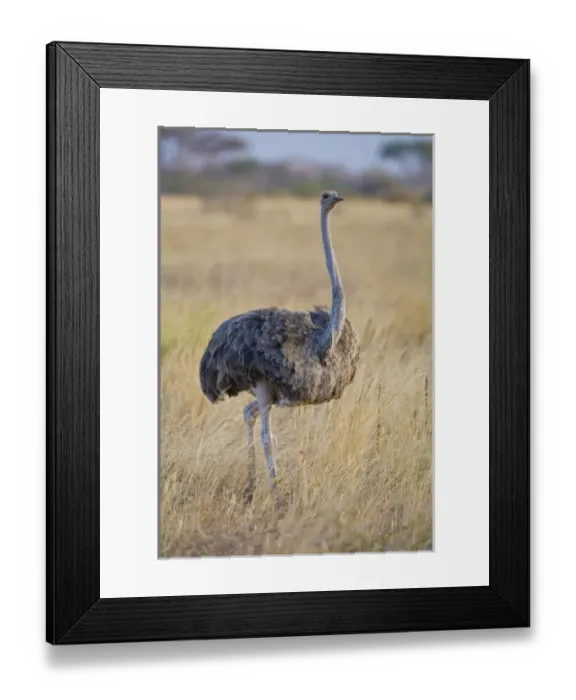 Framed Print : Africa, Tanzania Framed Print : Africa, Tanzania