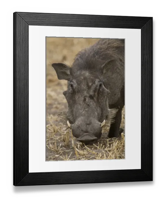 Framed Print : Africa, Tanzania Framed Print : Africa, Tanzania