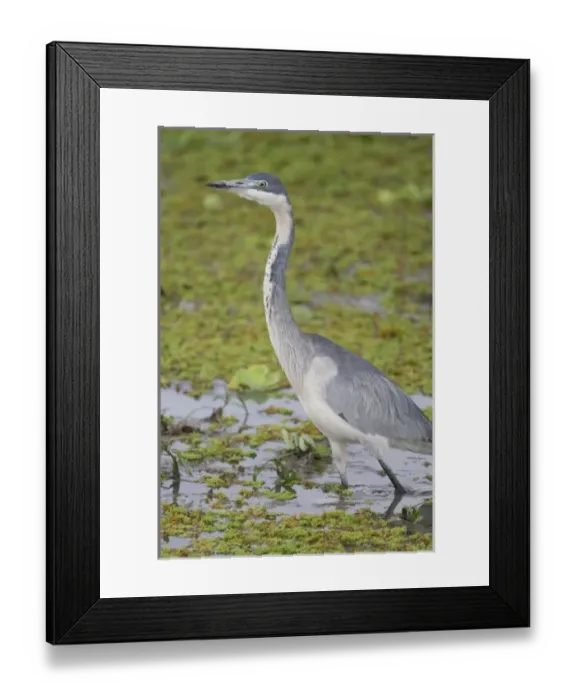 Framed Print : Africa, Tanzania Framed Print : Africa, Tanzania