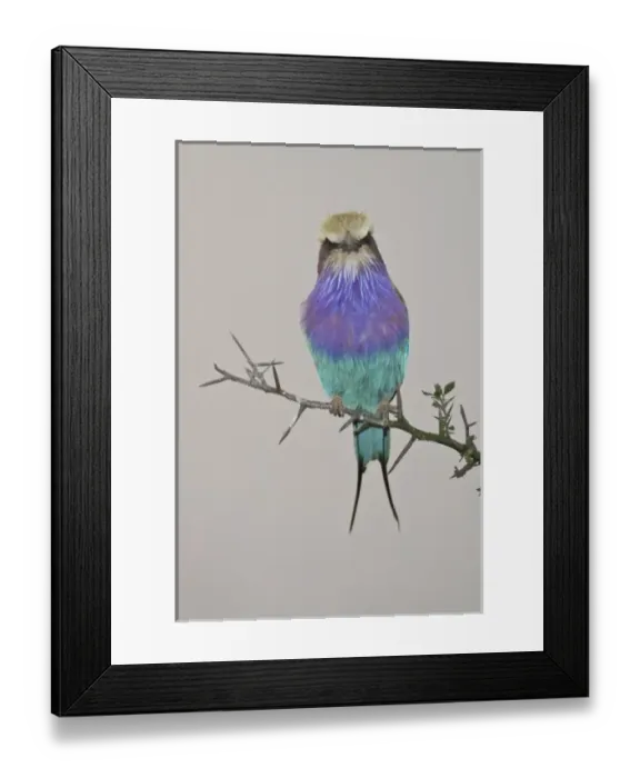 Framed Print : Africa. Tanzania. Lilac-breasted Roller at Tarangire NP
