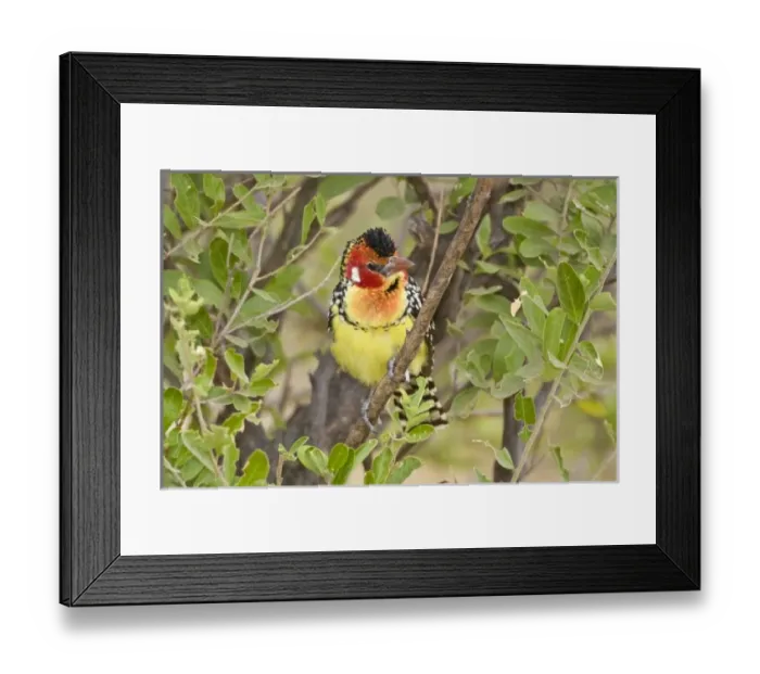 Framed Print : Africa, Tanzania Framed Print : Africa, Tanzania