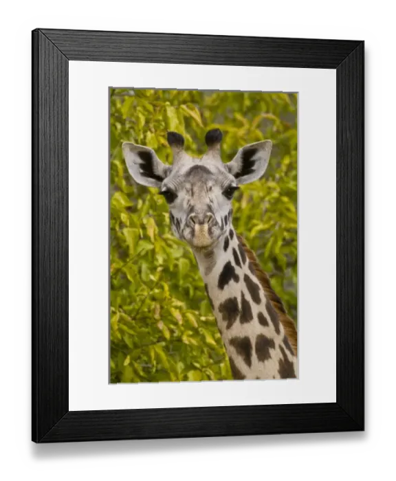Framed Print : Africa, Tanzania Framed Print : Africa, Tanzania