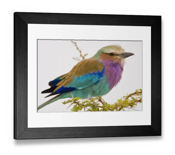 Framed Print : Africa. Tanzania. Lilac-breasted Roller at Tarangire NP Framed Print : Africa. Tanzania. Lilac-breasted Roller at Tarangire NP