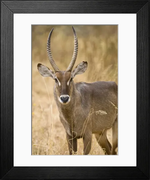 Framed Print : Africa, Tanzania Framed Print : Africa, Tanzania