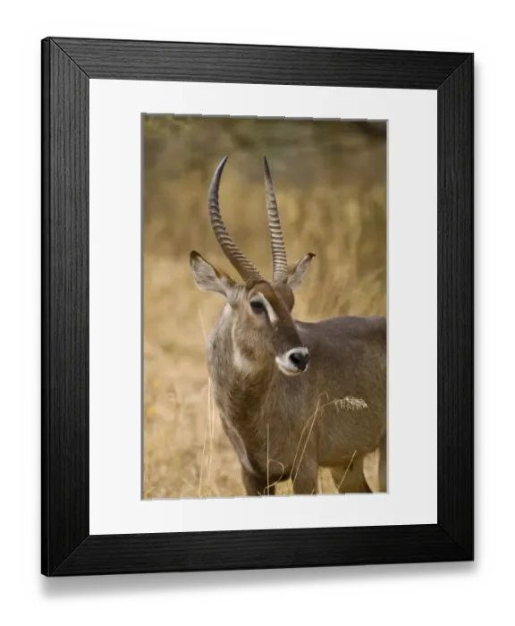 Framed Print : Africa, Tanzania Framed Print : Africa, Tanzania