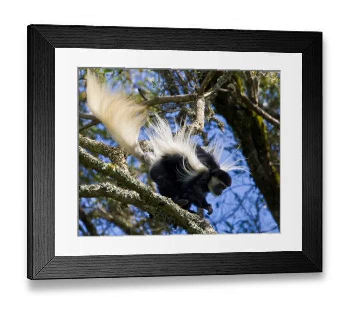 Framed Print : Africa. Tanzania. Black-and White Colobus monkey flies through the trees at Arusha NP Framed Print : Africa. Tanzania. Black-and White Colobus monkey flies through the trees at Arusha NP