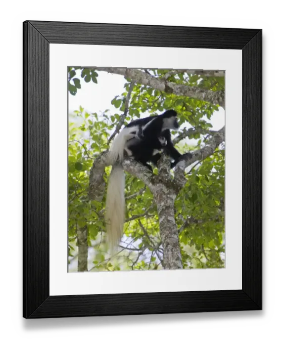 Framed Print : Africa. Tanzania. Black-and White Colobus monkey mother and baby in a tree at Arusha NP Framed Print : Africa. Tanzania. Black-and White Colobus monkey mother and baby in a tree at Arusha NP