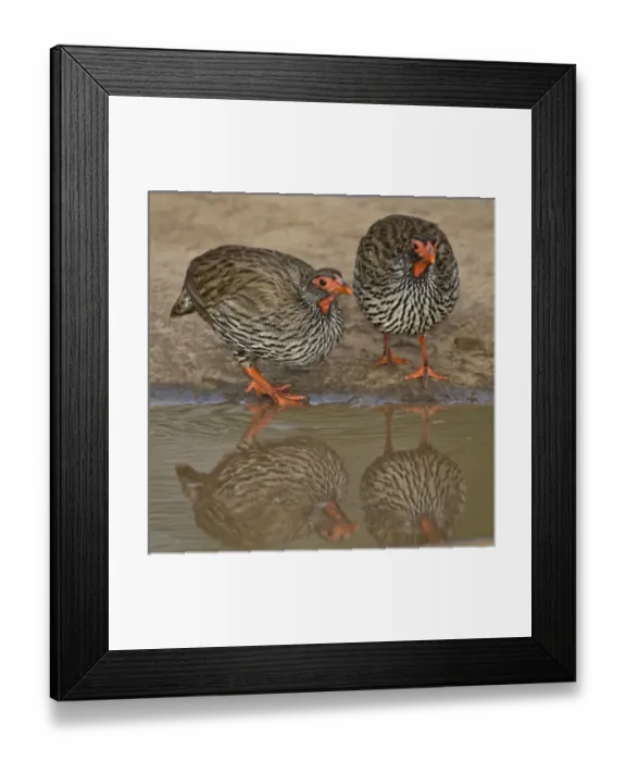 Framed Print : Africa. Tanzania. Red-Necked Spurfowl in Tarangire NP Framed Print : Africa. Tanzania. Red-Necked Spurfowl in Tarangire NP