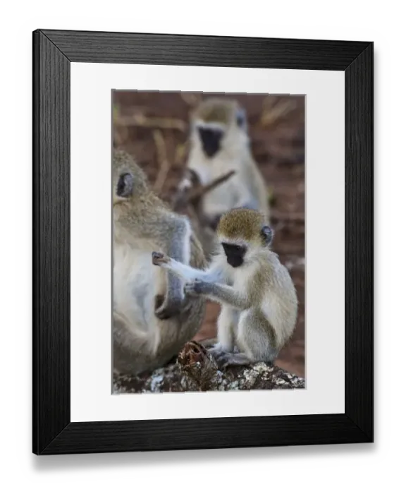 Framed Print : Africa, Tanzania Framed Print : Africa, Tanzania
