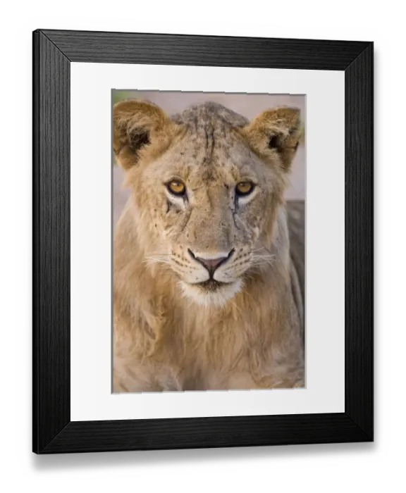 Framed Print : Africa. Tanzania. Young lion at rest in Tarangire NP Framed Print : Africa. Tanzania. Young lion at rest in Tarangire NP