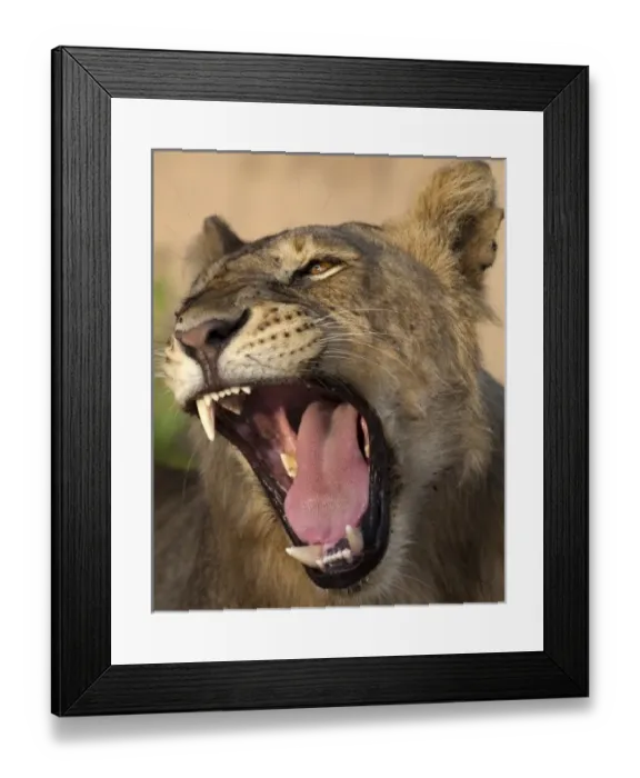 Framed Print : Africa. Tanzania. Young lion yawns in Tarangire NP Framed Print : Africa. Tanzania. Young lion yawns in Tarangire NP