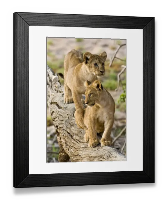 Framed Print : Africa, Tanzania