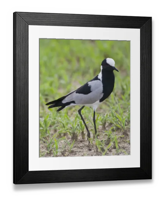 Framed Print : Africa, Tanzania