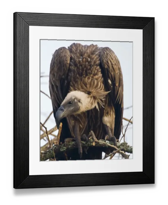 Framed Print : Africa. Tanzania. African White-Backed Vulture at Tarangire NP Framed Print : Africa. Tanzania. African White-Backed Vulture at Tarangire NP