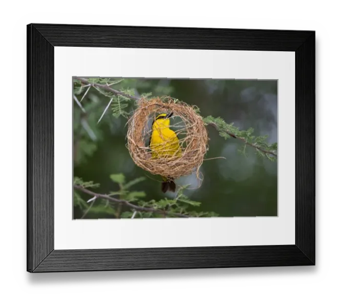 Framed Print : Africa, Tanzania Framed Print : Africa, Tanzania
