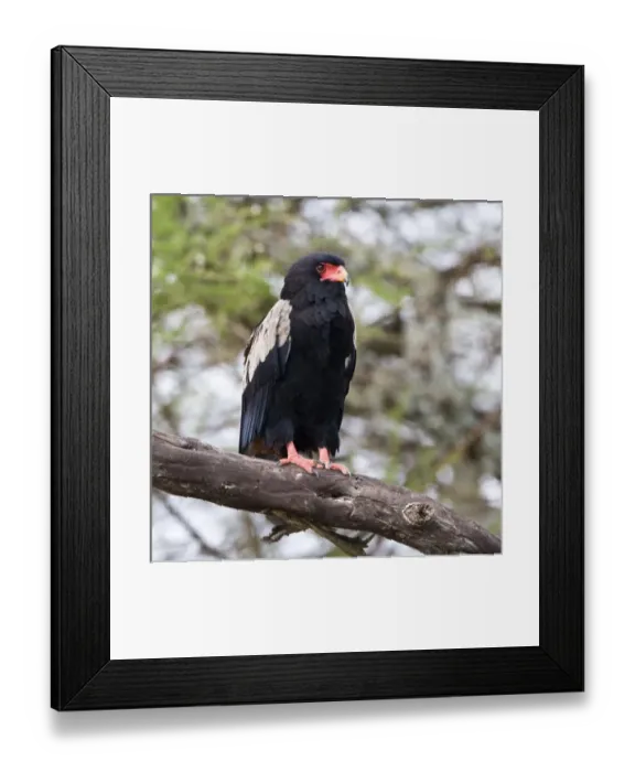 Framed Print : Africa, Tanzania Framed Print : Africa, Tanzania