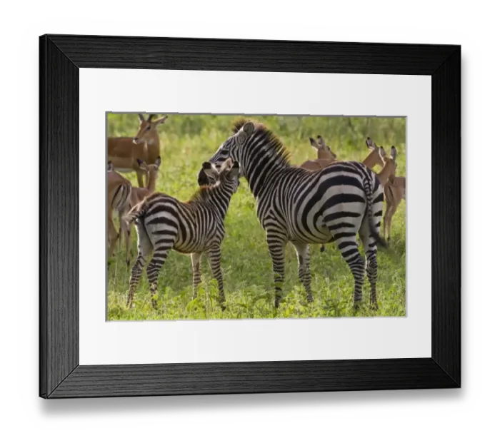 Framed Print : Africa, Tanzania